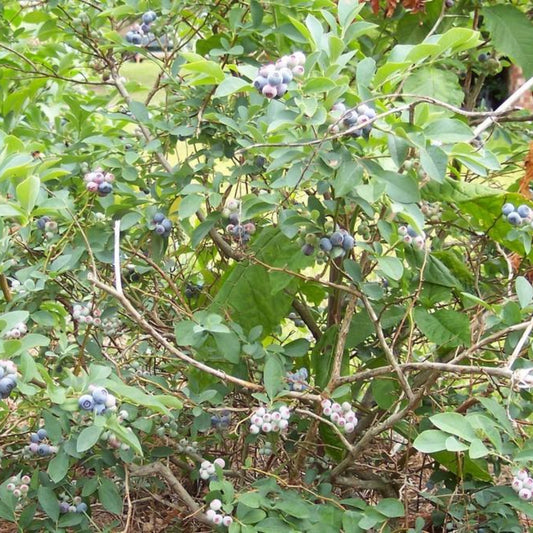 Brightwell Rabbiteye Blueberry Bush – Southern Blueberry | Zones 6–9 live plant for landscaping and home gardens