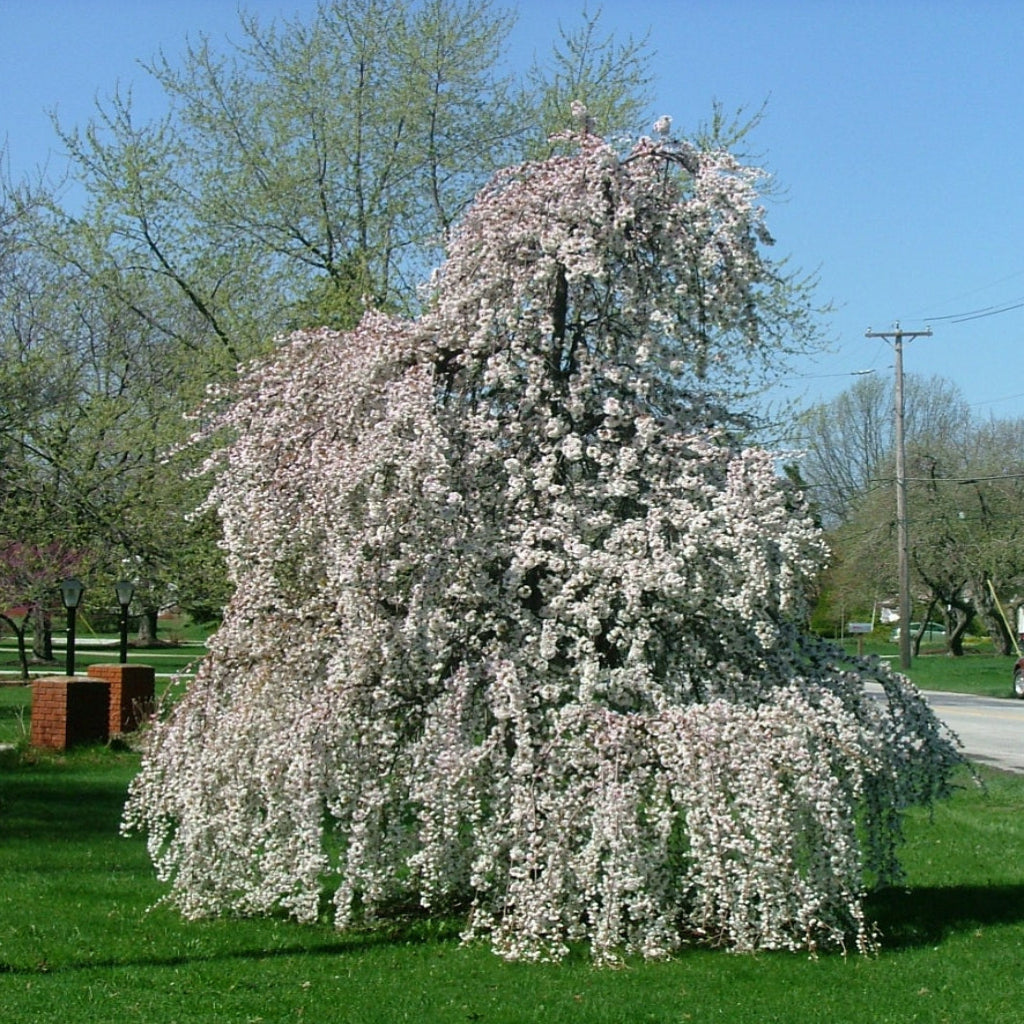 Snow Fountains Weeping Cherry Tree with cascading white spring blossoms