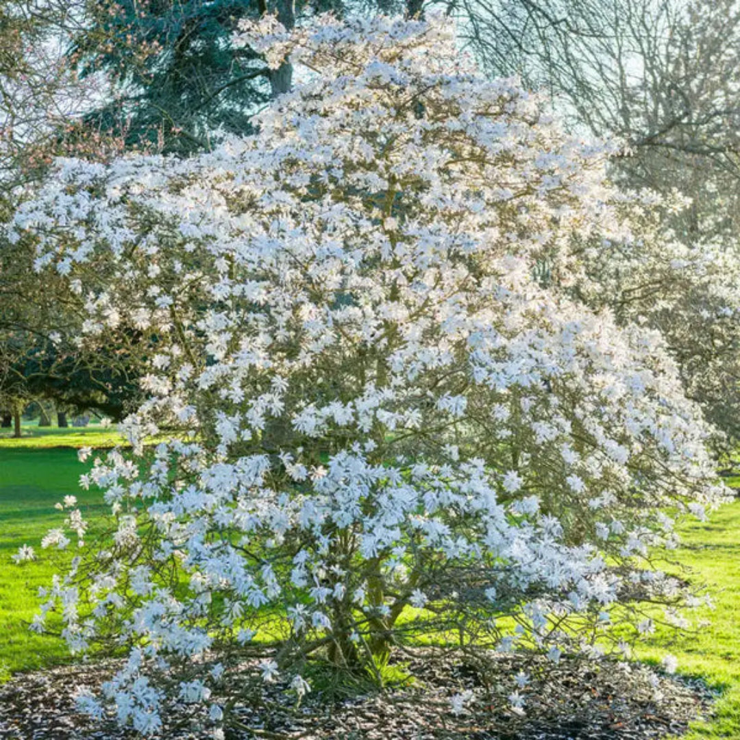 Royal Star Magnolia flowering ornamental tree