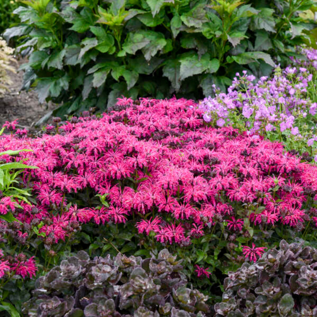 homeandgardensforless.com