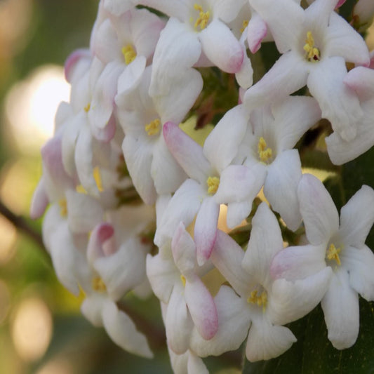 Mohawk Viburnum Shrub for Sale Fragrant Shrubs for Landscapes