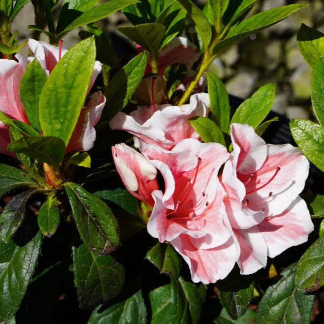 homeandgardensforless.com