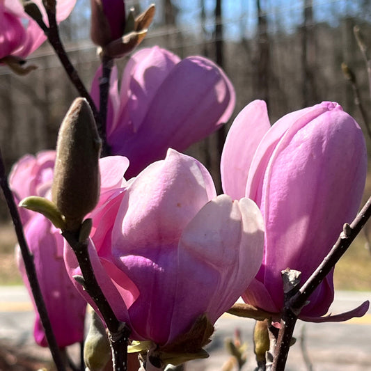 Jane Magnolia Tree – Live Purple-Pink Spring Bloomer | Hardy Zones 4–8 live plant for landscaping and home gardens