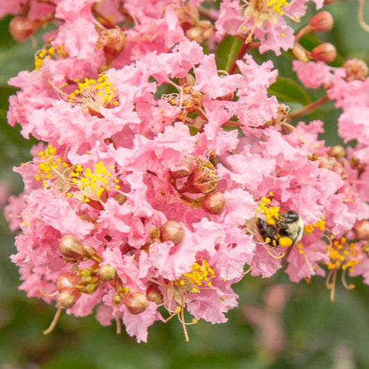 Sioux Crape Myrtle tree with vibrant summer flowers
