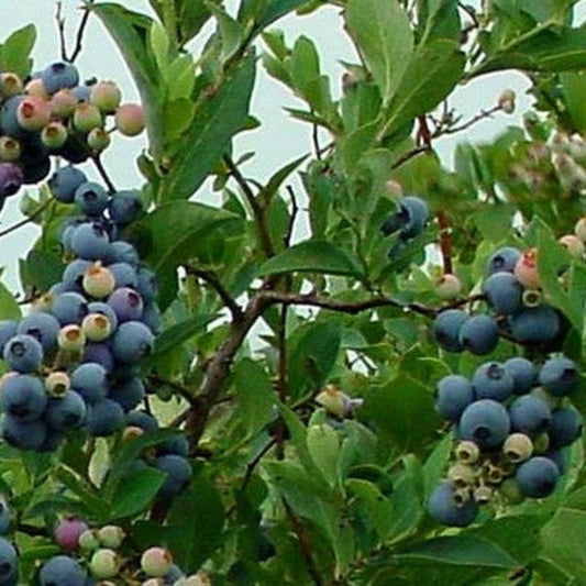 Ochlockonee rabbiteye blueberry variety berries