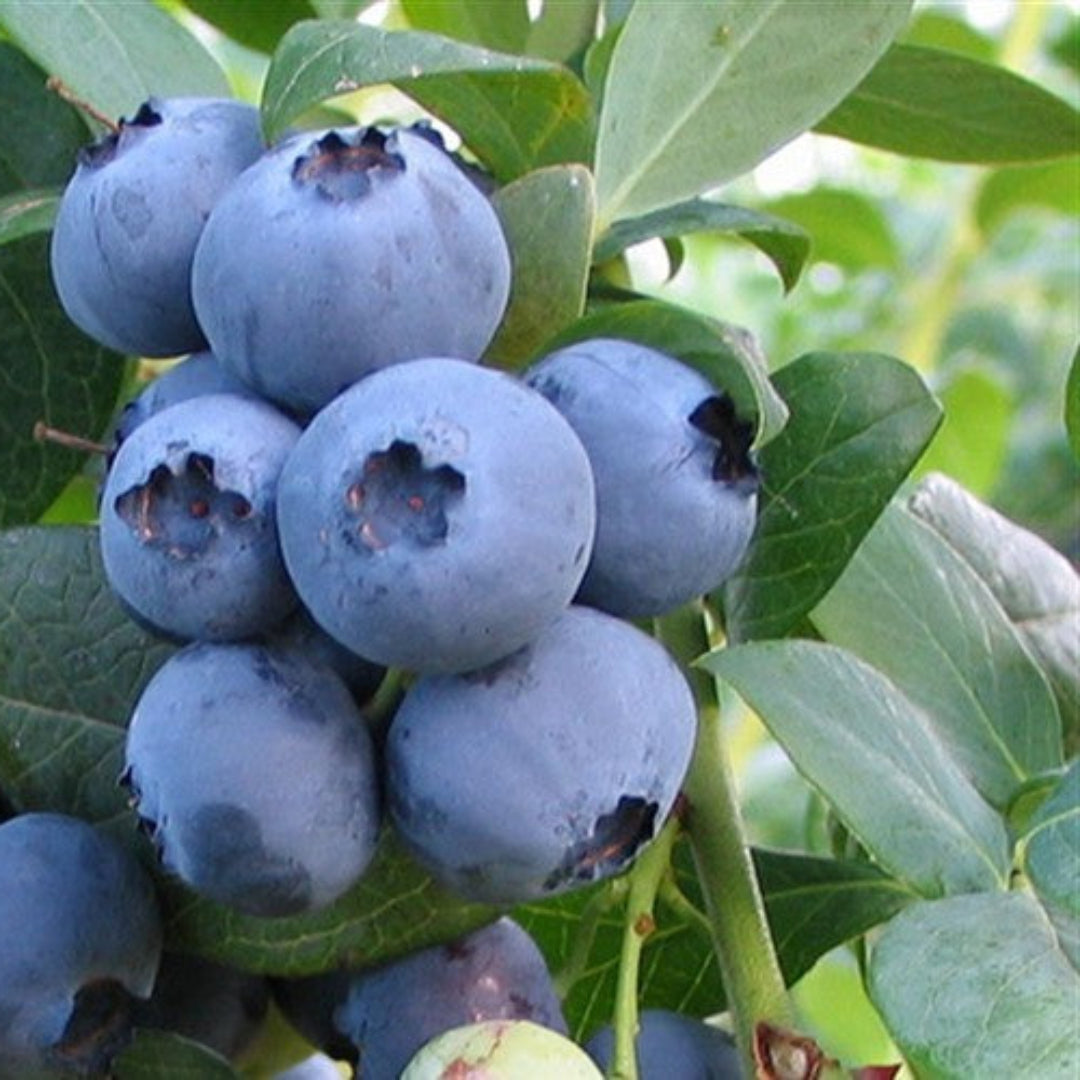 Alapaha rabbiteye blueberry bush fruiting