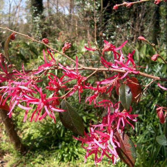 Pizazz Loropetalum
