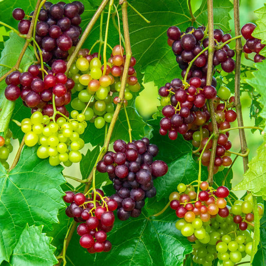 Razzmatazz Grape Vine – fruit plant