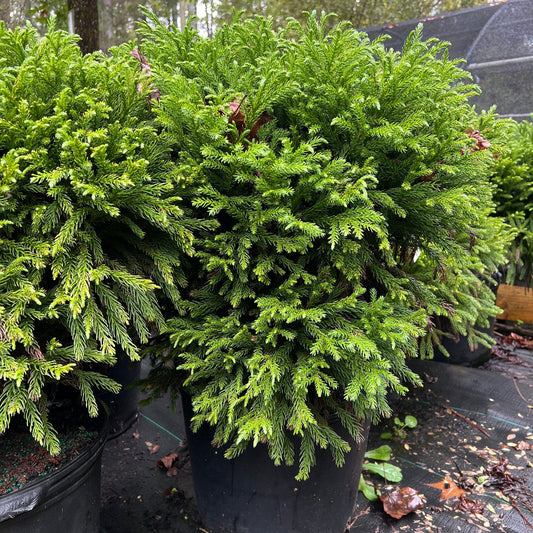 Dwarf Globosa Nana conifer with rounded blue-green form