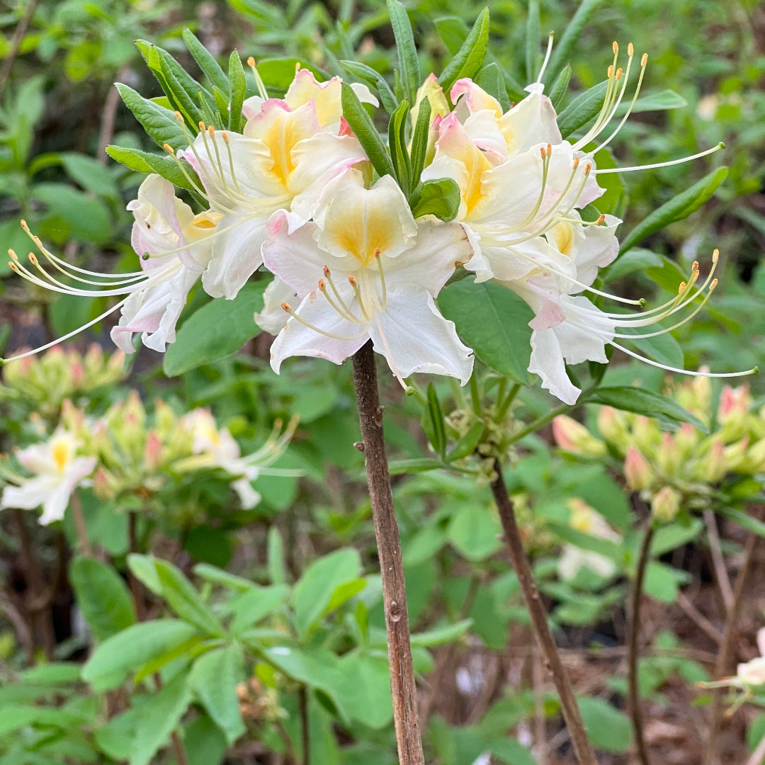 Darlin's Dream Azalea