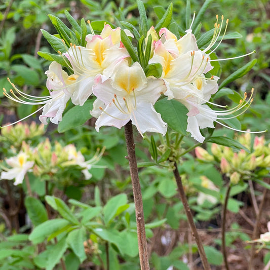 Darlin's Dream Azalea
