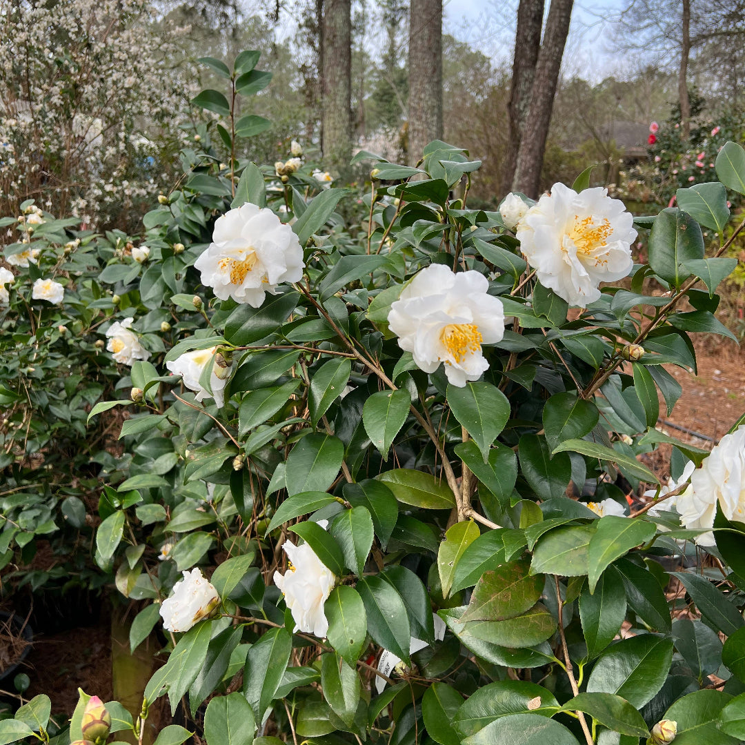 Camellia 'Victory'-Showy White Blooms