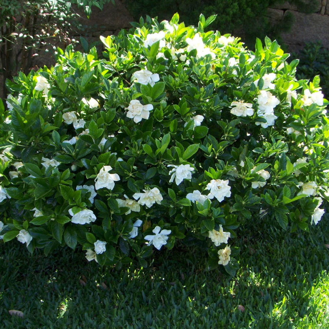 Gardenia Plant Blooming in Nursery Pot