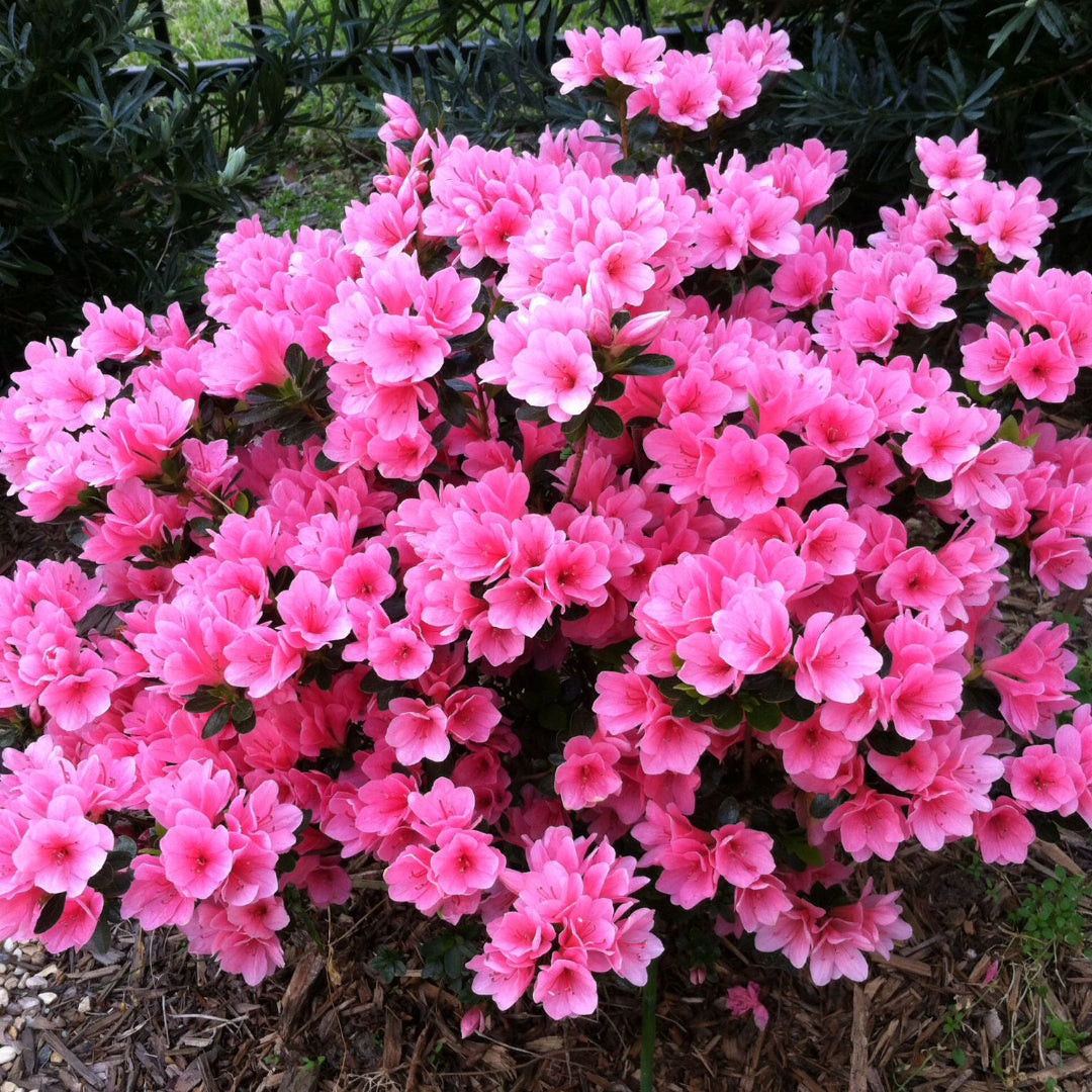 Potted Coral Bells showing vibrant textured leaves and healthy growth