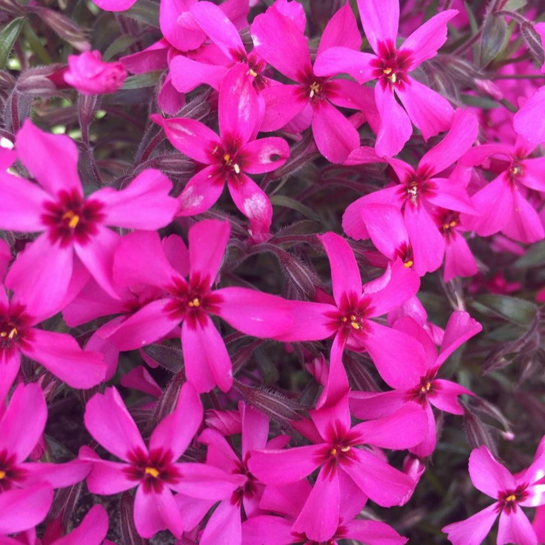Phlox Subulata Red Wing close upPhlox Subulata Red Wing close up