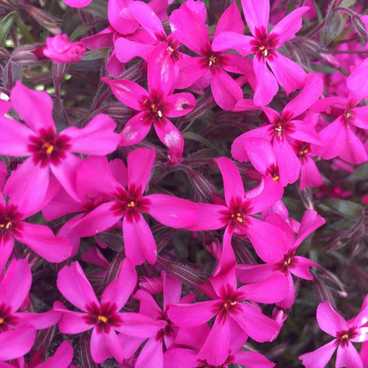 Phlox Subulata Red Wing close upPhlox Subulata Red Wing close up
