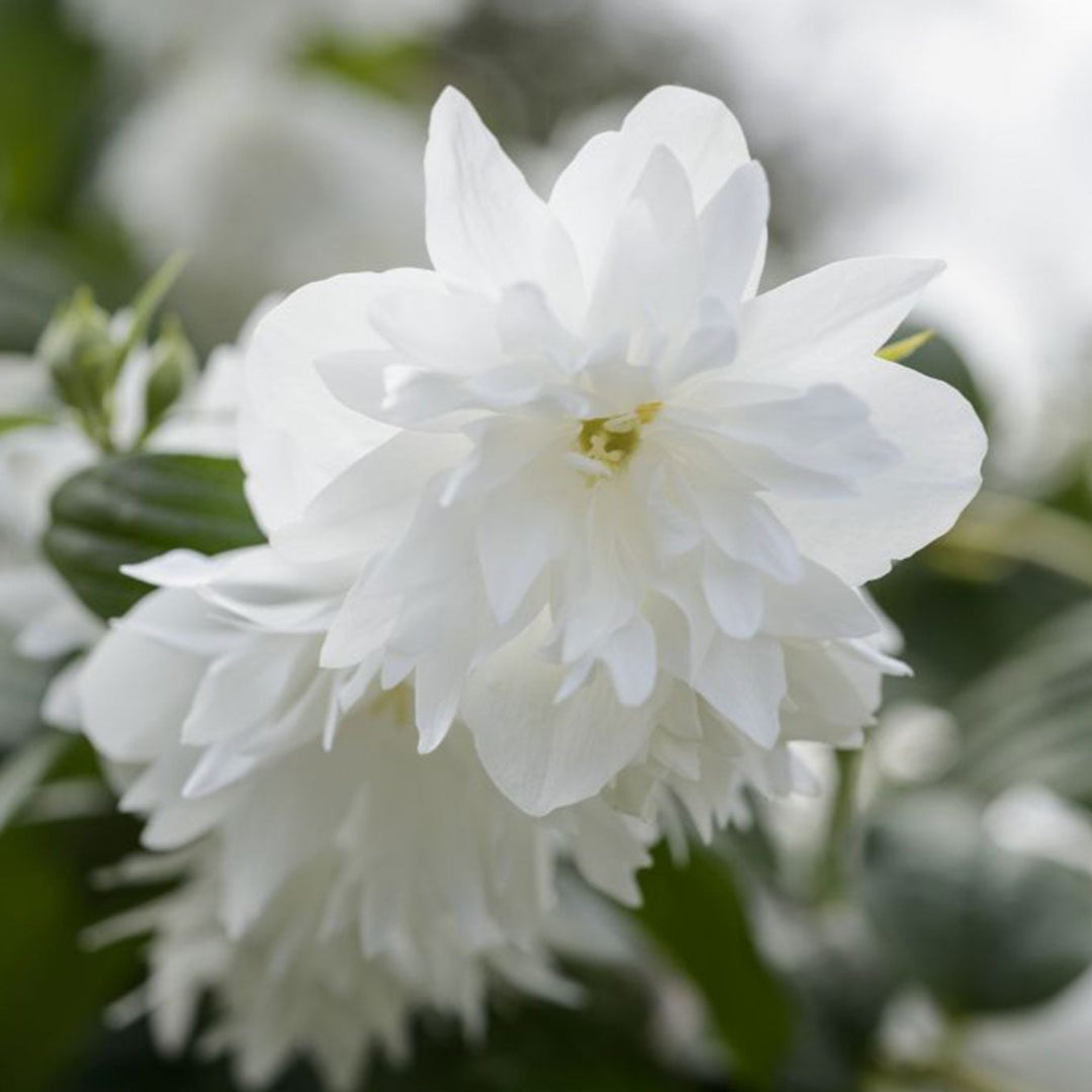 Minnesota Snowflake Mock Orange spring blooms