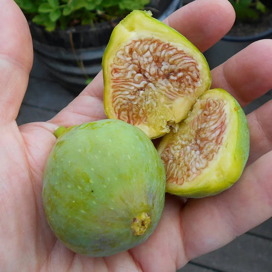 Compact Italian Honey Fig Tree grown in containers