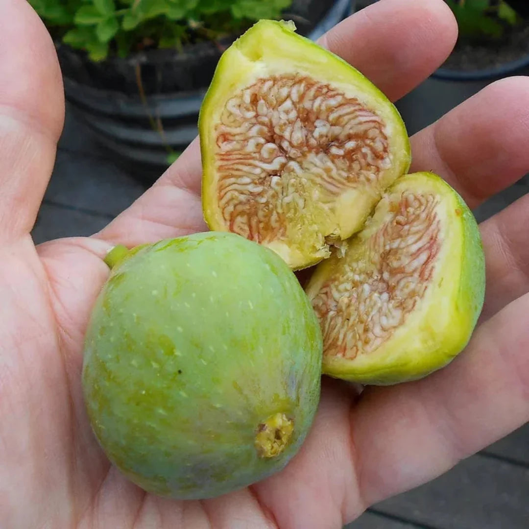 Compact Italian Honey Fig Tree grown in containers