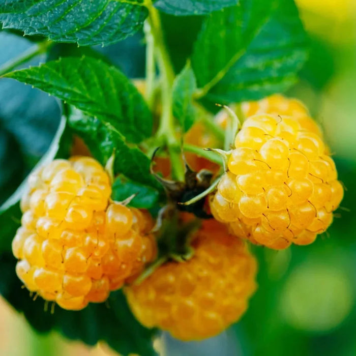 Fall Gold Raspberry Plant – Sweet Golden Everbearing Raspberries (Rubus idaeus)