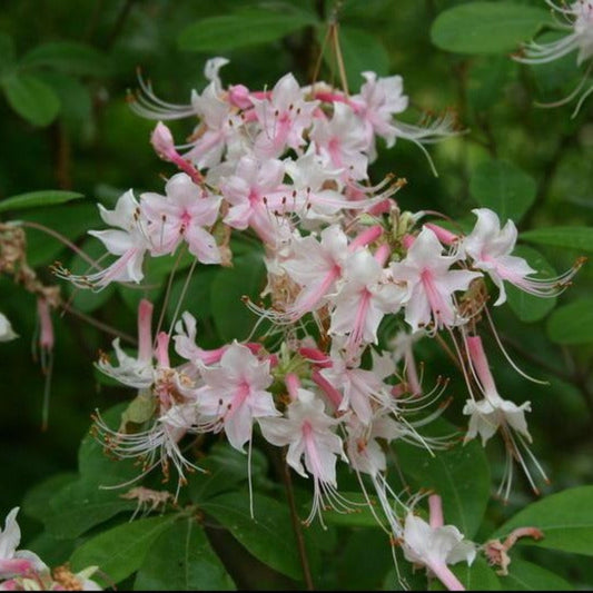 Camilla’s Blush native azalea with soft pink fragrant spring flowers