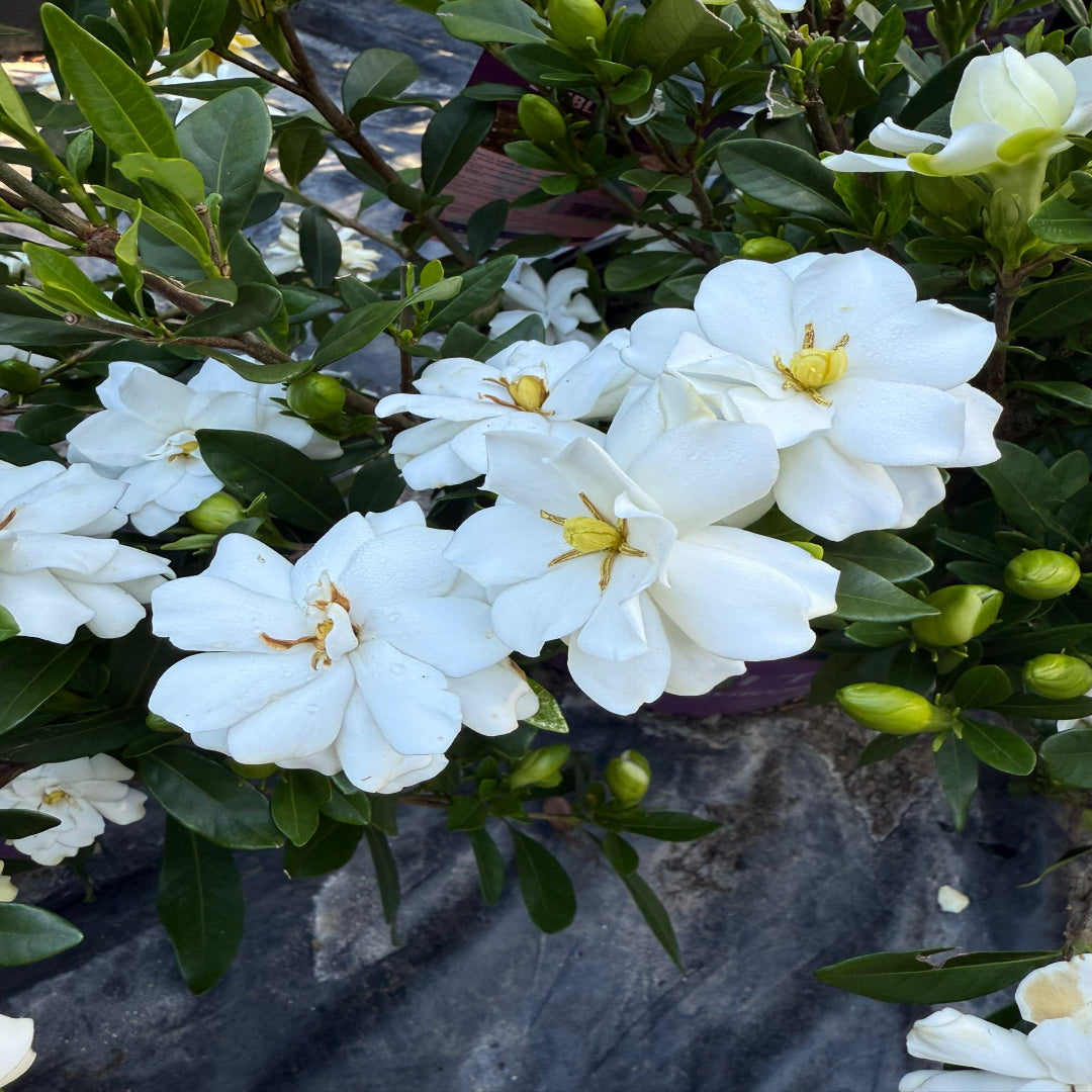 Double Mint Gardenia plant displaying glossy green leaves and fresh buds.