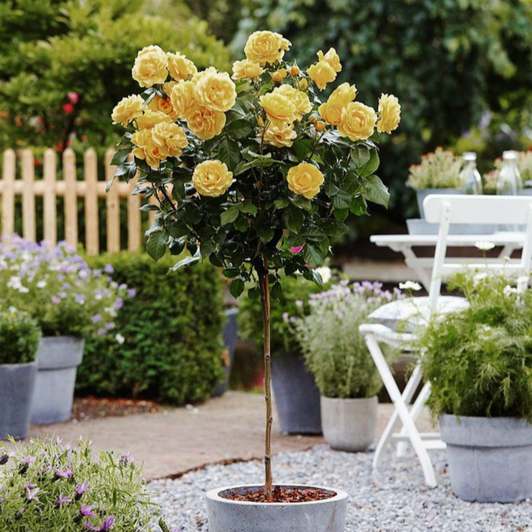 Landscape bed features thriving Sunny Knockout Rose plant