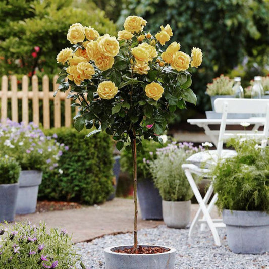Landscape bed features thriving Sunny Knockout Rose plant