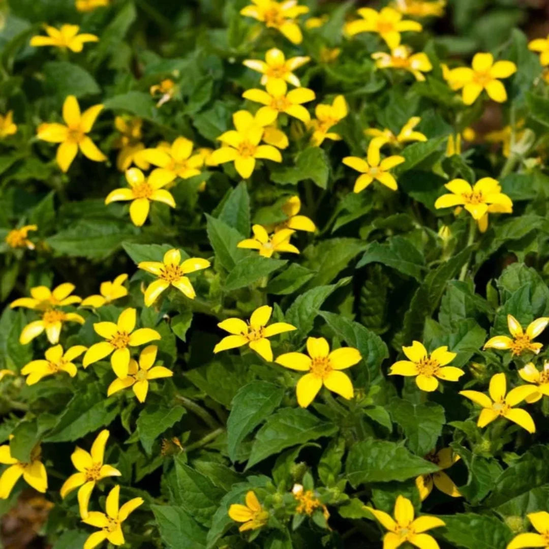 Green and Gold creeping groundcover with yellow blooms