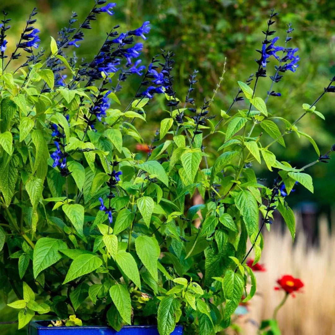 homeandgardensforless.com