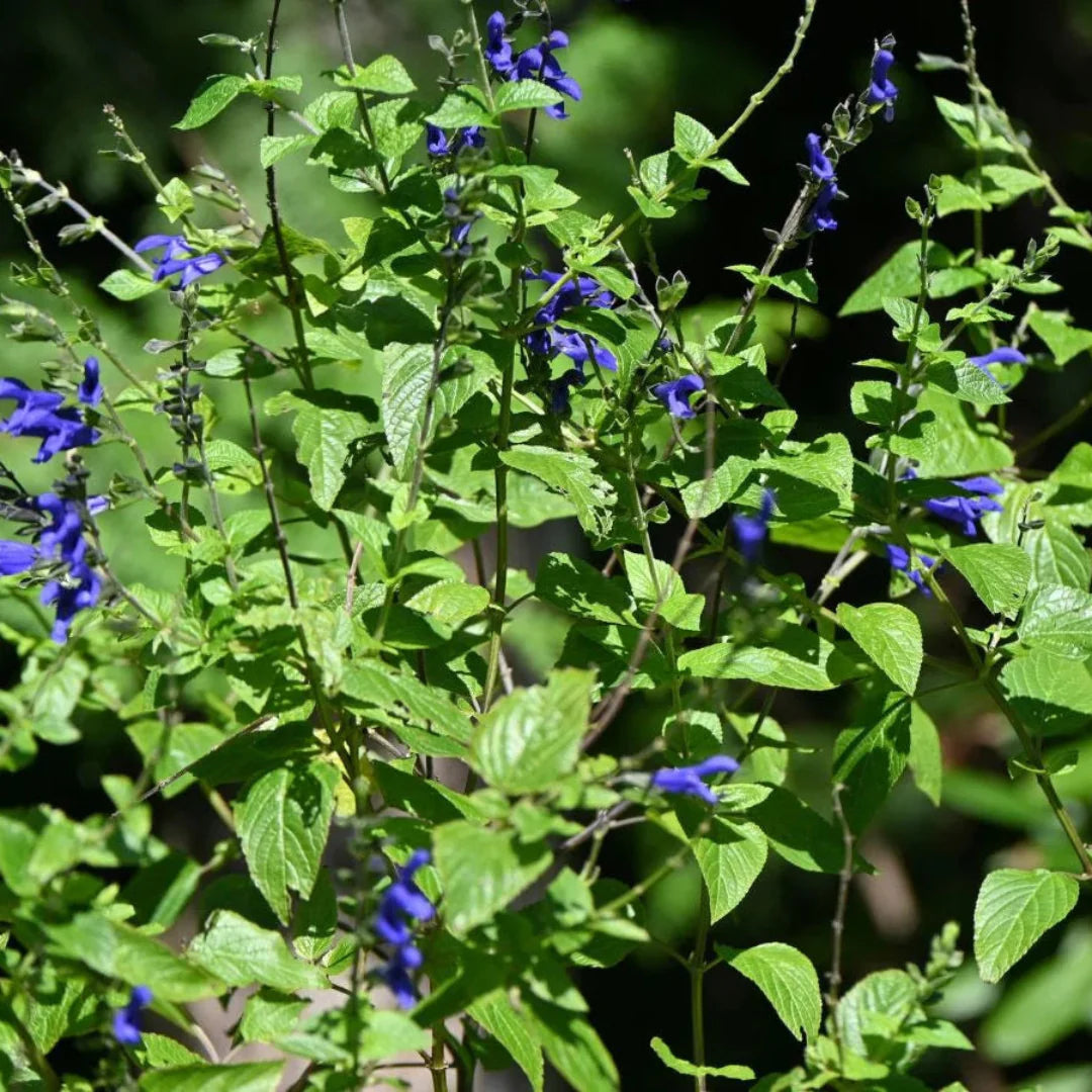 homeandgardensforless.com