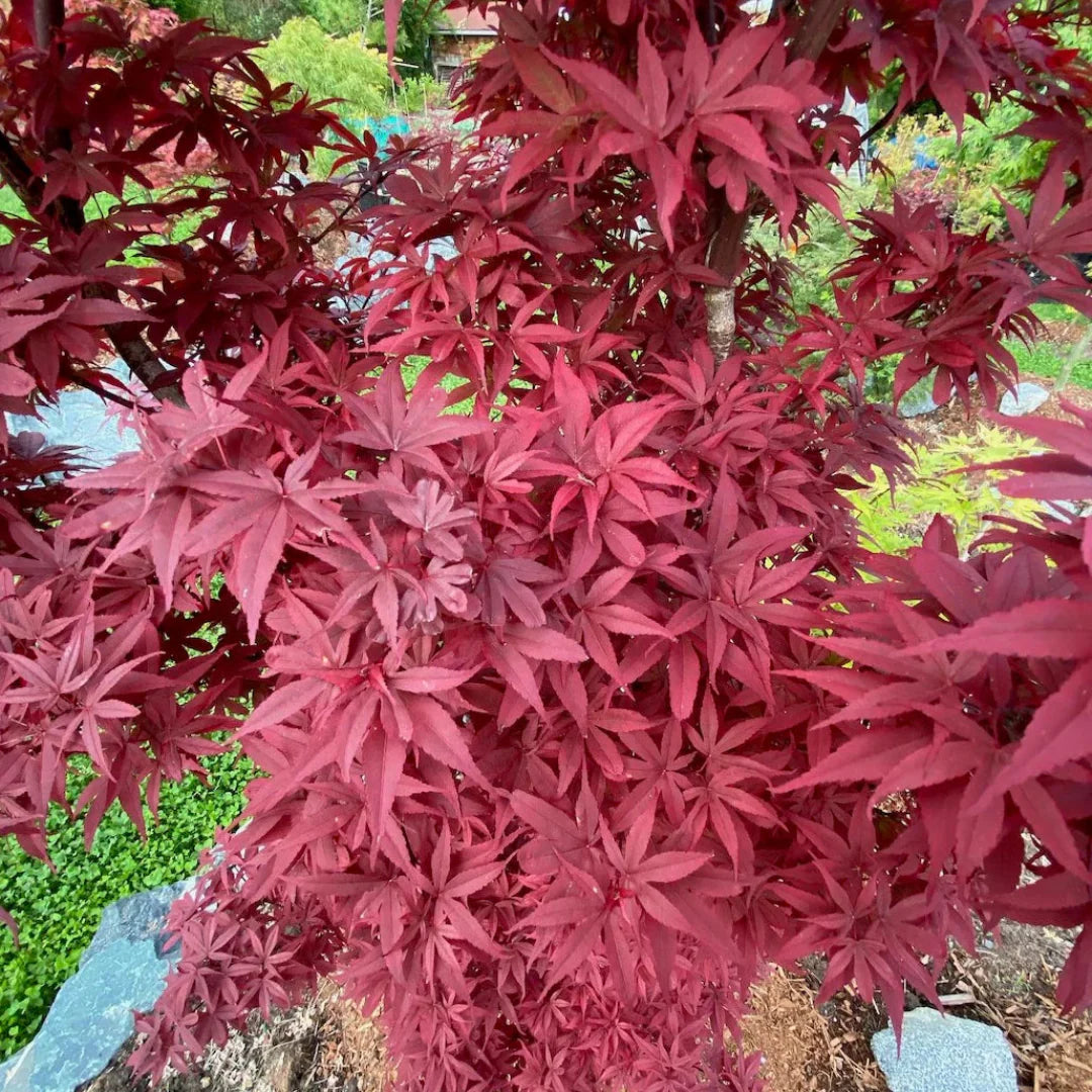 Red Pixie Japanese Maple – ornamental plant