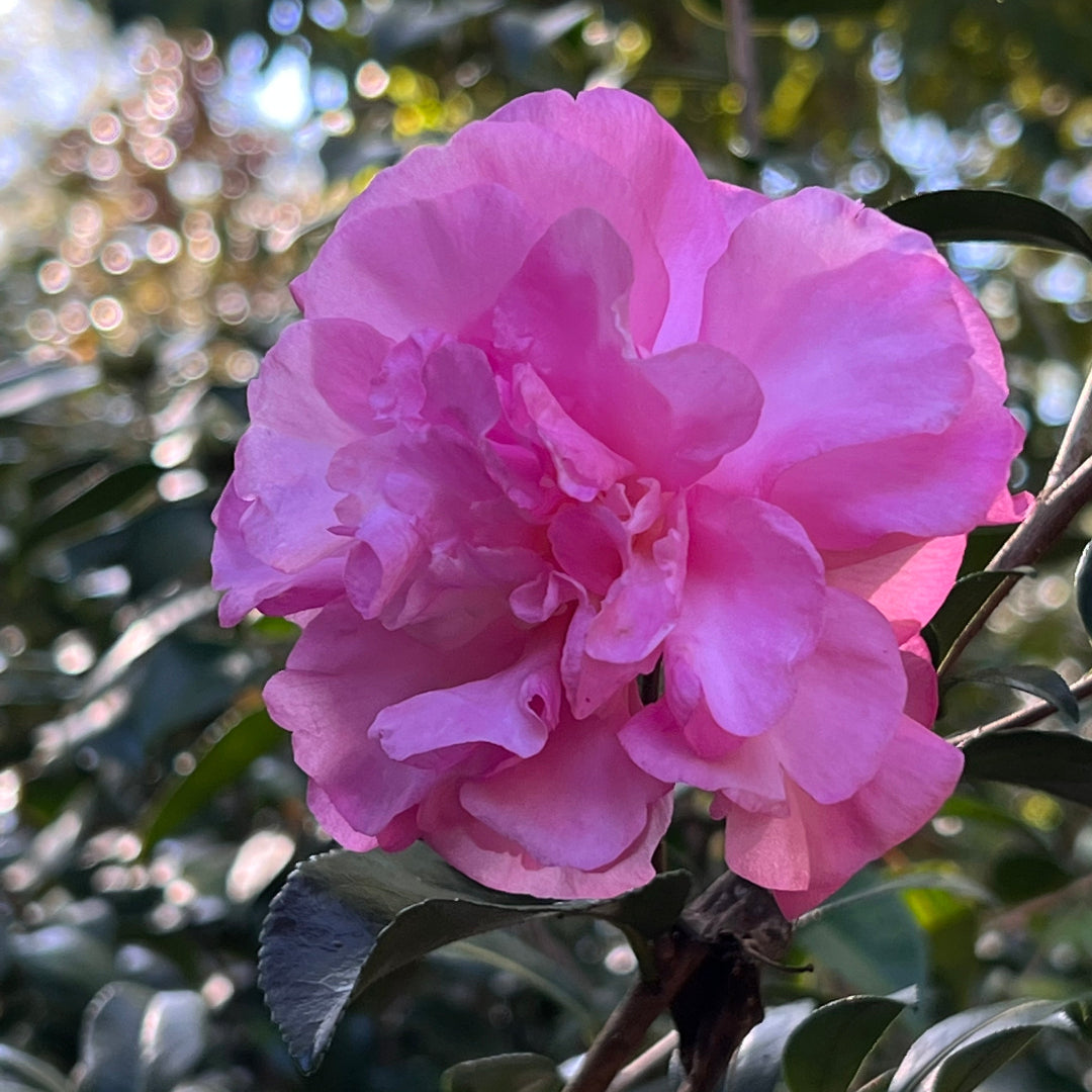 Stephanie Golden Camellia