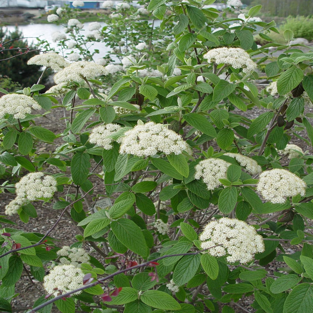 Pragense Viburnum Shrub with White Blooms and Glossy Evergreen Leaves