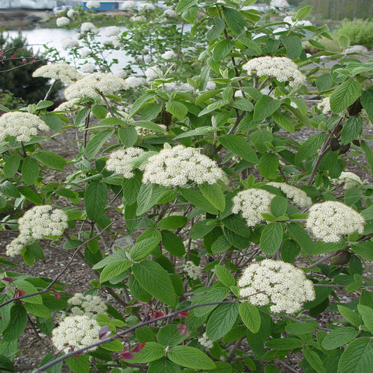 Pragense Viburnum Shrub with White Blooms and Glossy Evergreen Leaves