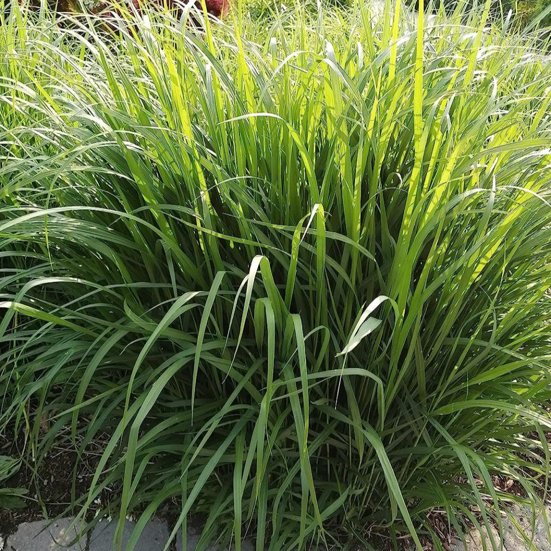 Mature Switchgrass growing in landscape