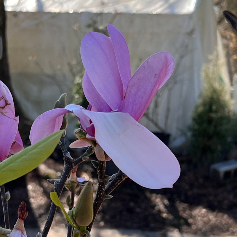 Bright Pink Magnolia Blooms on a Jane Magnolia Tree