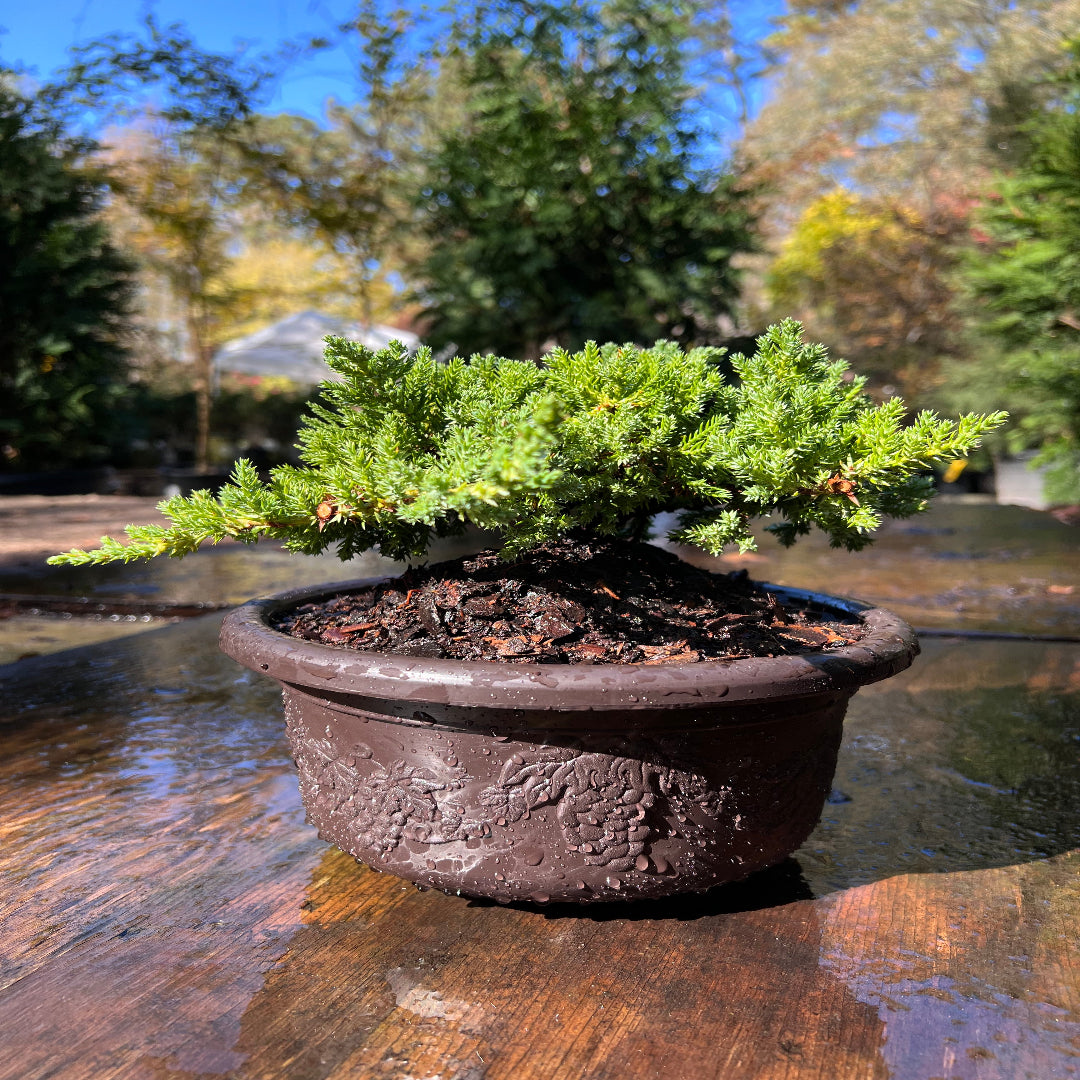 Juniper procumbens nana bonsai tree in rectangular brown planter