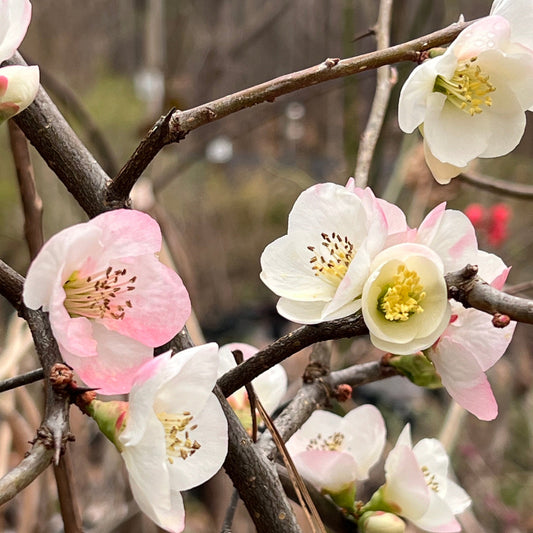 Toyo Nishiki Flowering Quince – Tri-Color Blooms | Live Shrub | Zones 5–9 live plant for landscaping and home gardens