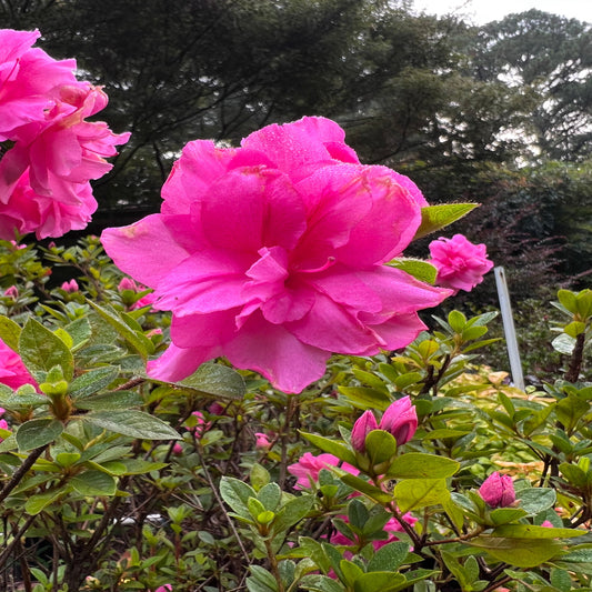 Autumn Carnation Encore Azalea shrub with pink flowers
