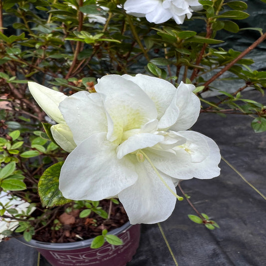Autumn Moonlight Encore Azalea – flowering plant