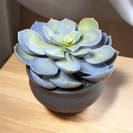 Realistic faux echeveria plant with red and green succulent leaves