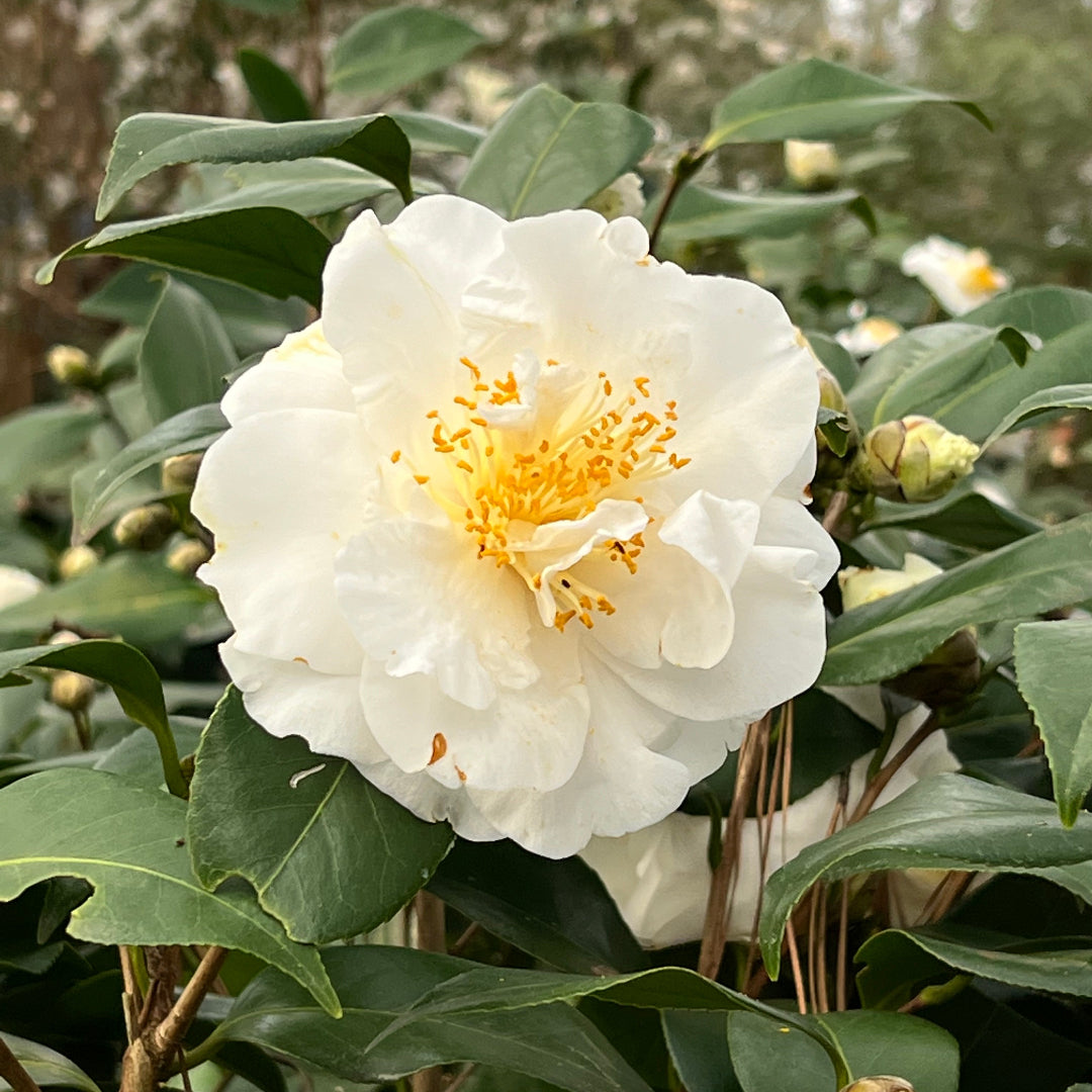 Camellia 'Victory'-Showy White Blooms