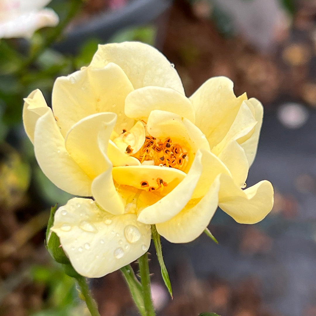 Compact growth habit defines Lemon Drift Rose in landscape