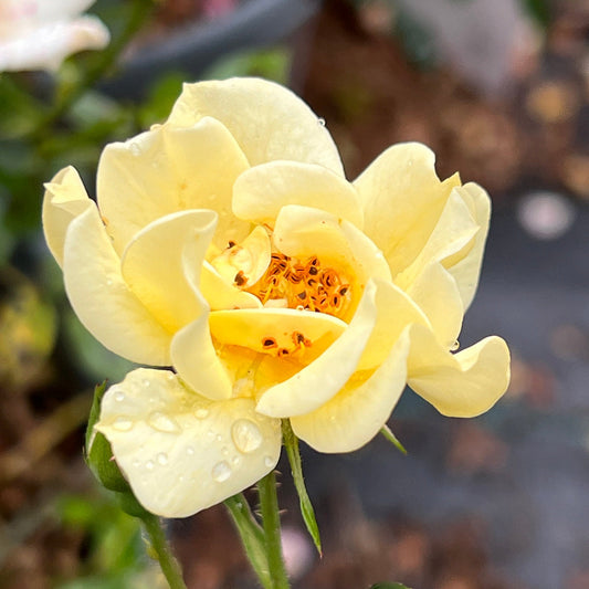 Compact growth habit defines Lemon Drift Rose in landscape