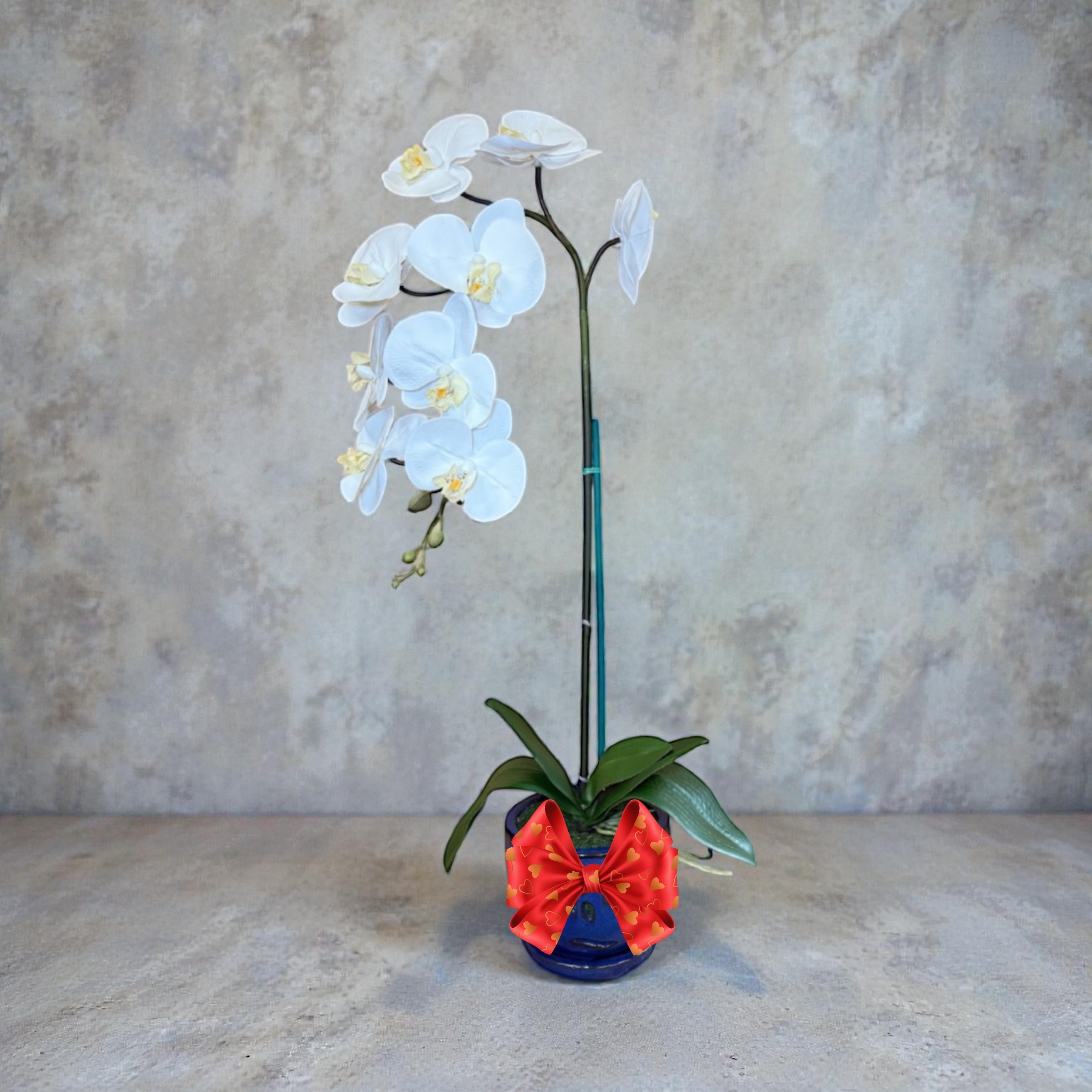 Elegant White Orchid in Blue Ceramic Pot