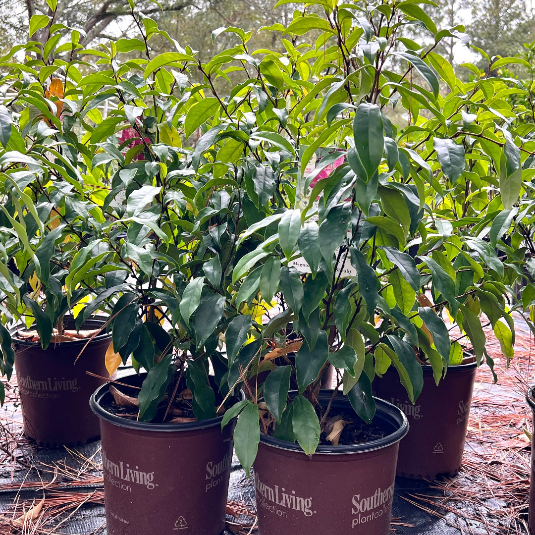 Magnolia Figo Stellar Ruby plant showing lush foliage and elegant, ruby-toned blossoms