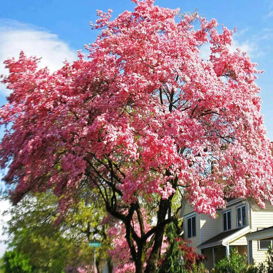Cherokee Brave Flowering Dogwood in full bloom