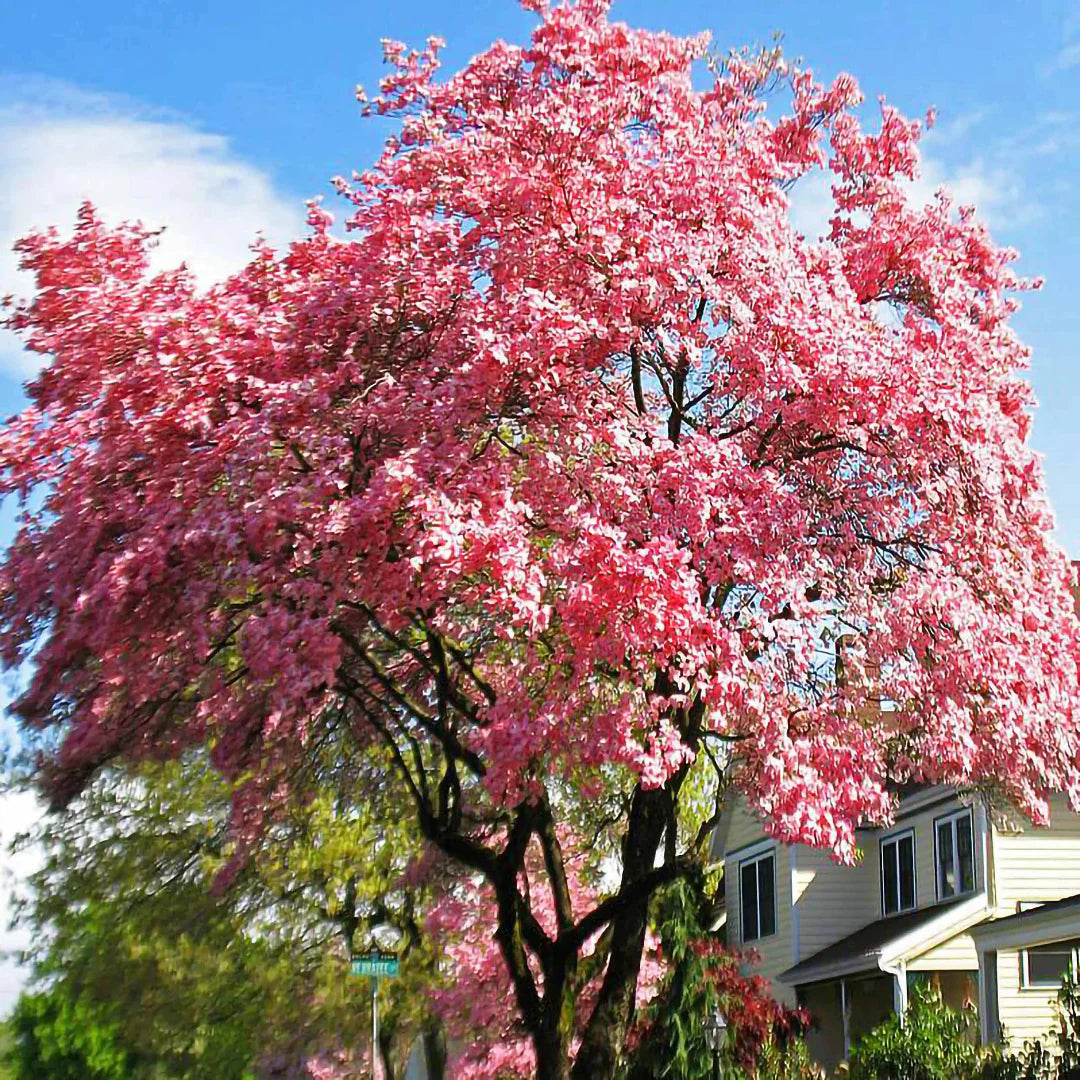 Vivid flowers from Cherokee Brave Dogwood Tree