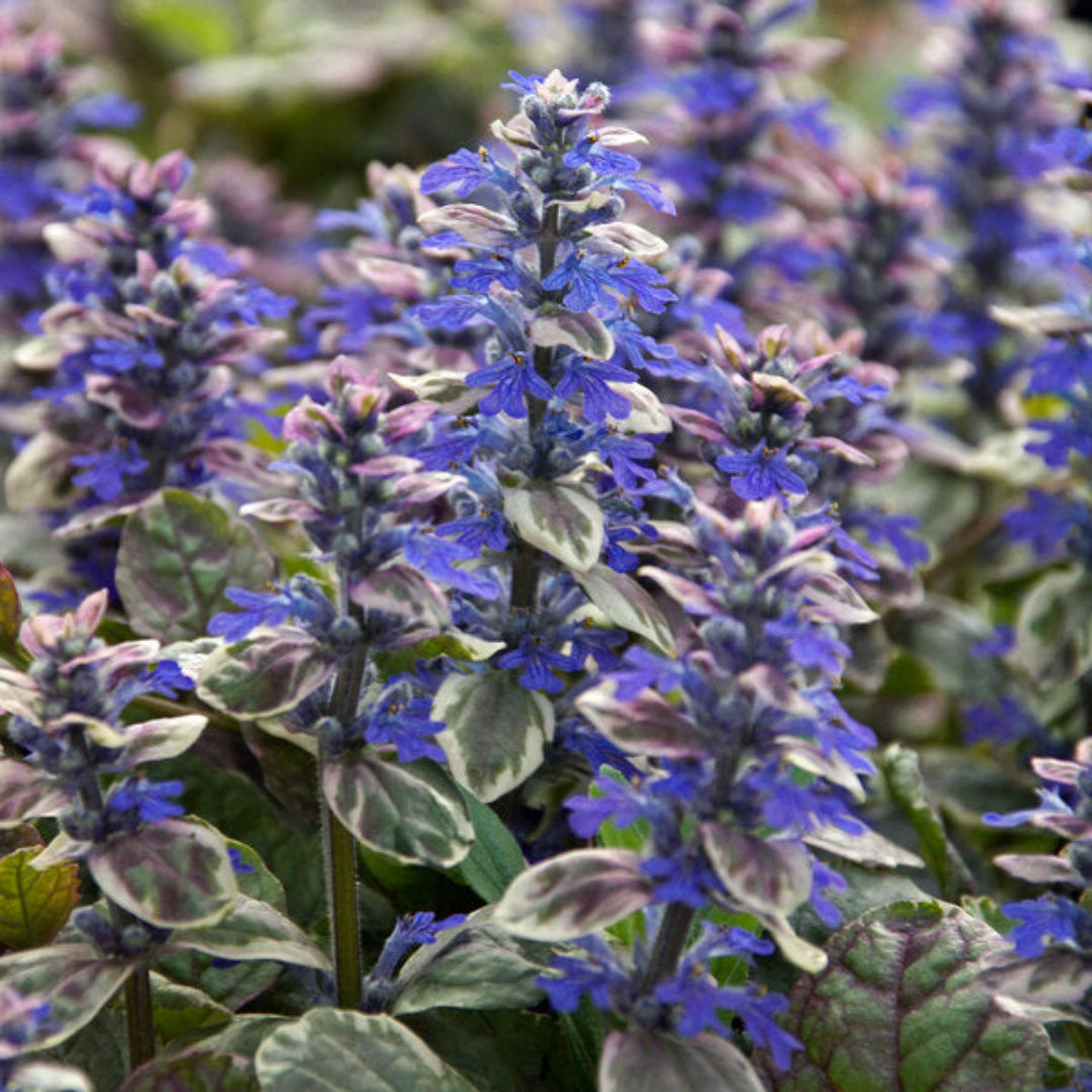 Ajuga reptans Burgundy Glow plant with colorful leaves